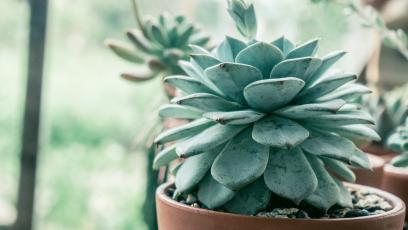 Succulent plant by a window