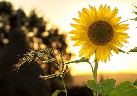Wellness Wednesday: Essential Elements to Keep You Going